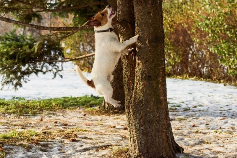 Waarom haten/jagen honden eekhoorns?