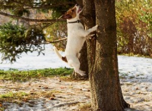 Pourquoi les chiens détestent/chasse les écureuils ?