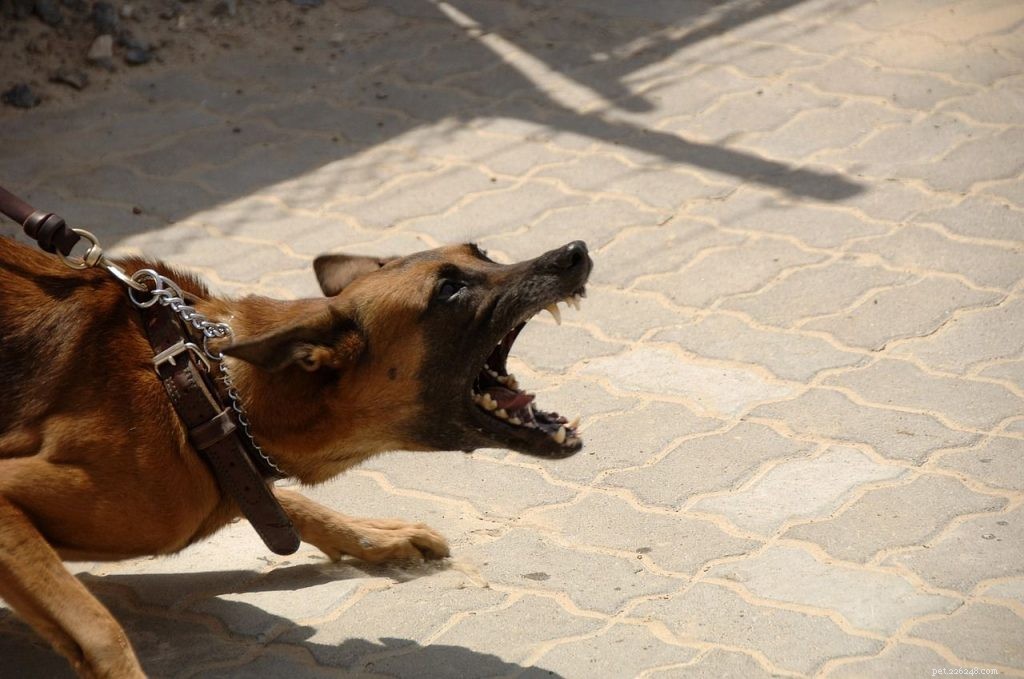 Agresivní pes:tomu všemu rozumíme