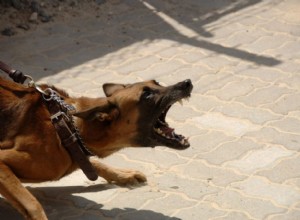 Agresivní pes:tomu všemu rozumíme