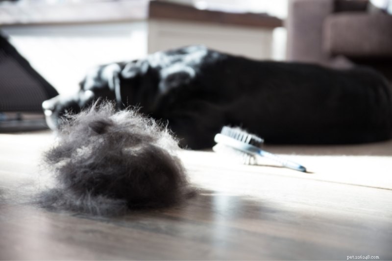 Perda de pelos de cães:por que e como reduzi-la?