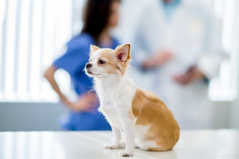 První návštěva štěněte u veterináře:náš kontrolní seznam a co můžete očekávat