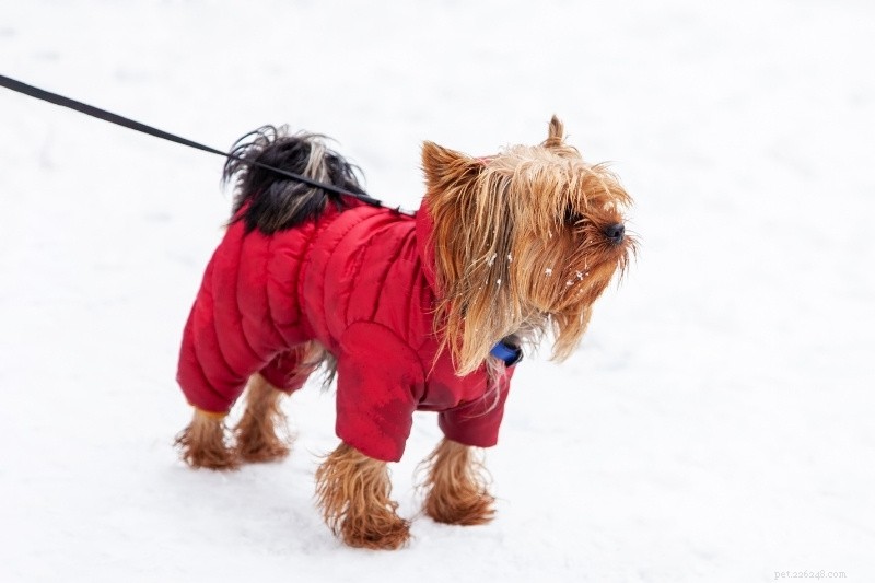 10 tips för att skydda hundar på vintern