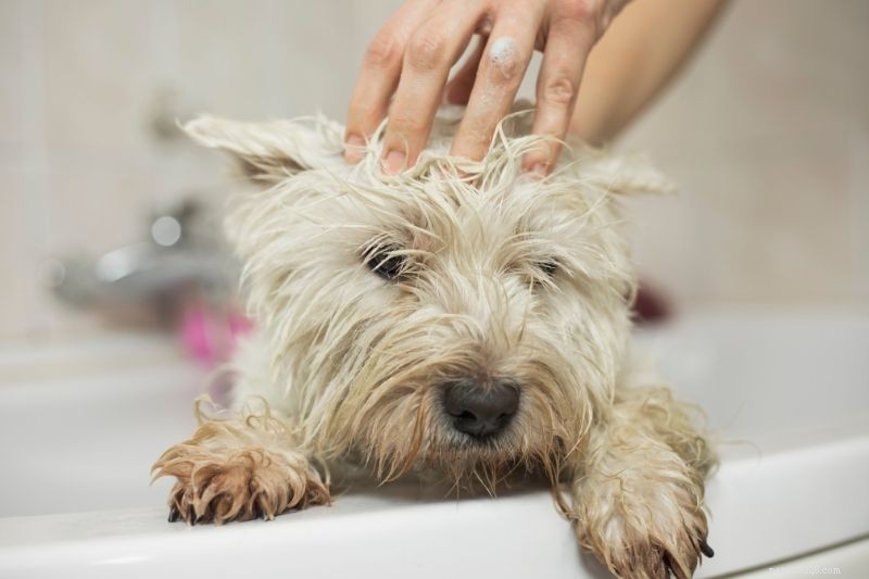 Comment et quand laver son chien ? Toutes les étapes à suivre.