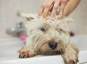 개를 목욕시키는 방법과 시기는? 따라야 할 모든 단계.