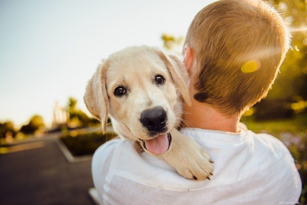 Медицинское страхование собак:как это работает?