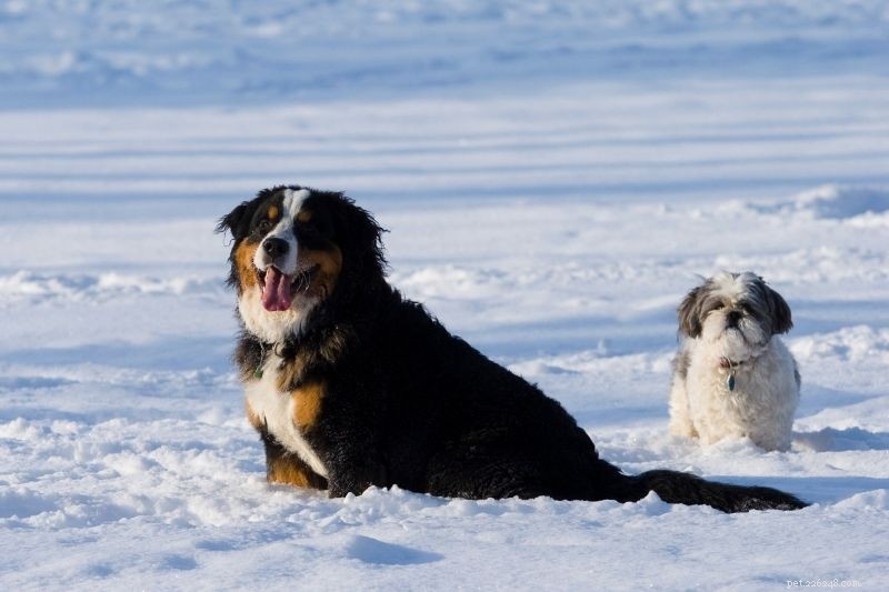 Tudo o que você precisa saber sobre cães e neve