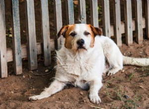Jak zabránit mému psovi ve skákání a přelézání plotu?