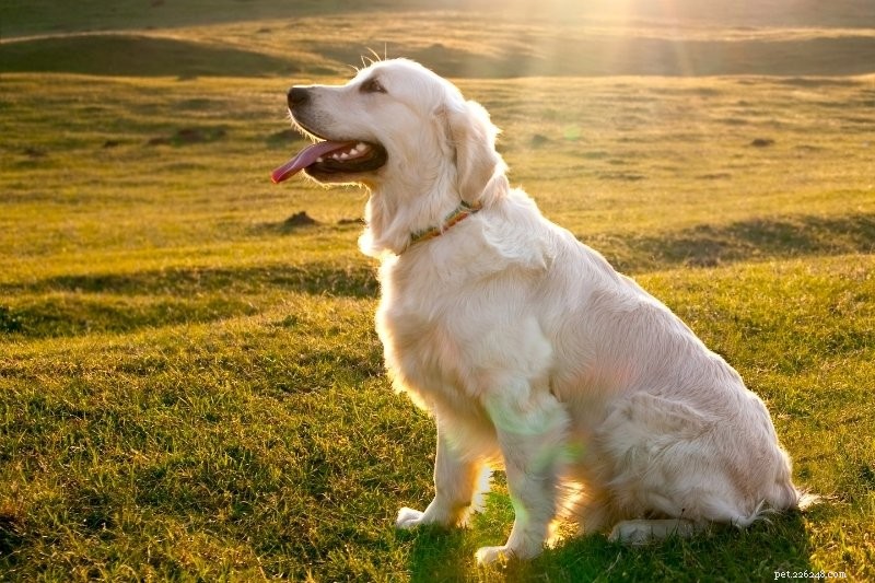 10 essentiële hondencommando s die uw hond moet kennen
