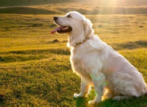 10 základních psích povelů, které by měl váš pes znát