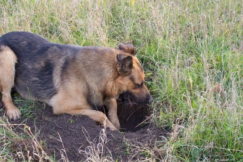 Hur hindrar man en hund från att gräva hål?