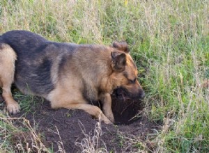 犬が穴を掘るのを止める方法は？ 