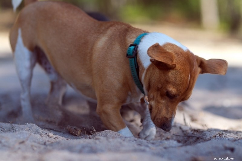개가 구멍을 파는 것을 막는 방법은 무엇입니까?