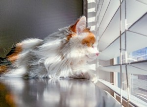 Como proteger seu gato do calor
