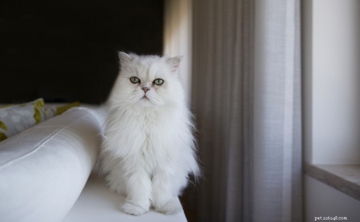 Различия между персидской кошкой и рэгдоллом