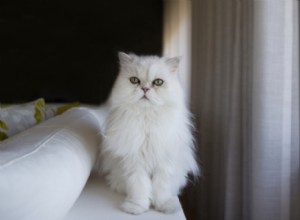 Различия между персидской кошкой и рэгдоллом