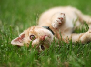 Por que os gatos gostam de comer grama?