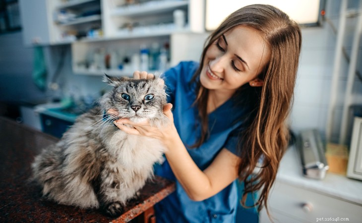 Come dare le medicine al tuo gatto