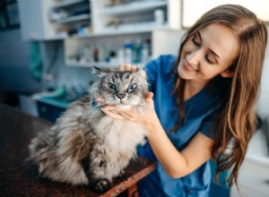 Hur du ger din katt medicin