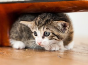 Rozdíly mezi plačící a mňoukající kočkou
