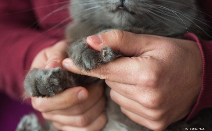 猫の爪を整える方法 
