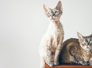 7 лучших пород мелких кошек