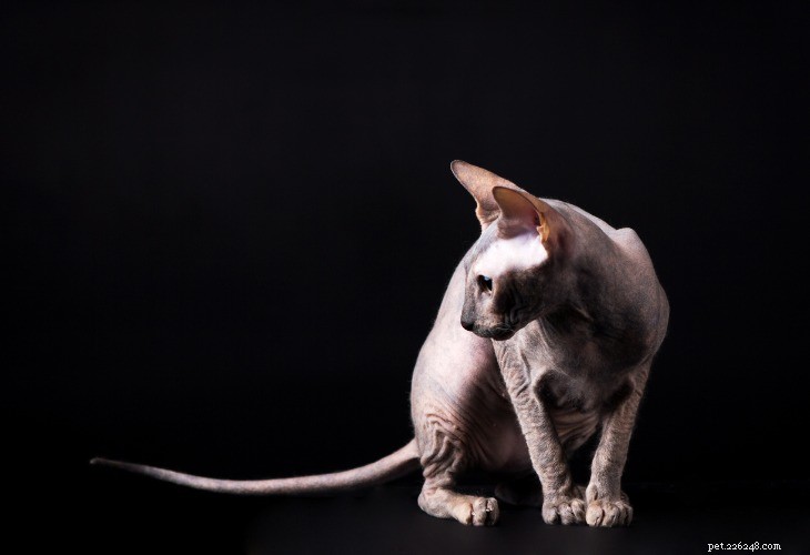 4 самые популярные породы лысых кошек