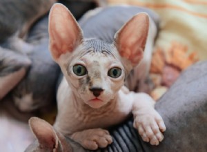 4 самые популярные породы лысых кошек