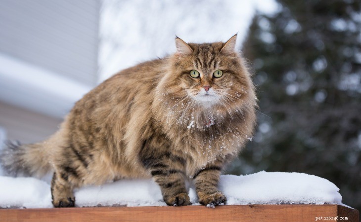 As 10 principais raças de gatos que amam o ar livre