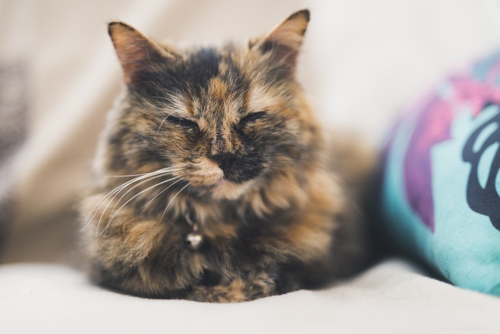 Casacos de gato:as diferentes cores e marcações