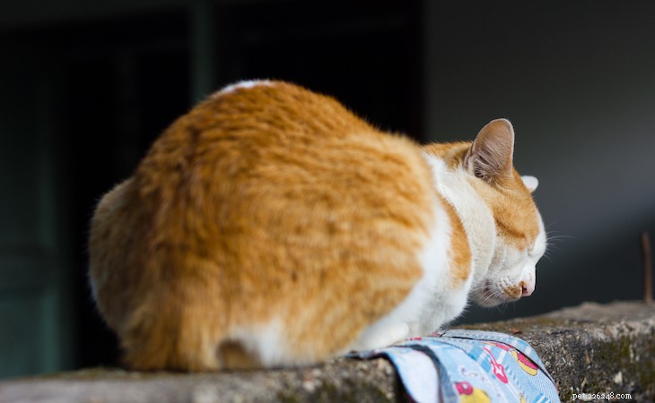 6 coisas que você deve saber sobre a bunda do seu gato