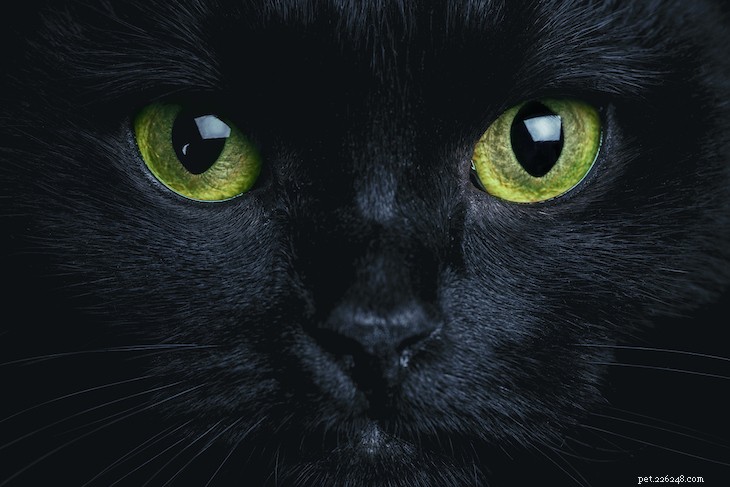 고양이의 눈이 그렇게 매력적인 이유는 무엇입니까?