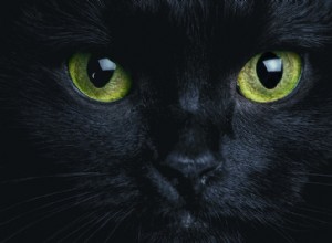 猫の目がとても魅力的なのはなぜですか？ 