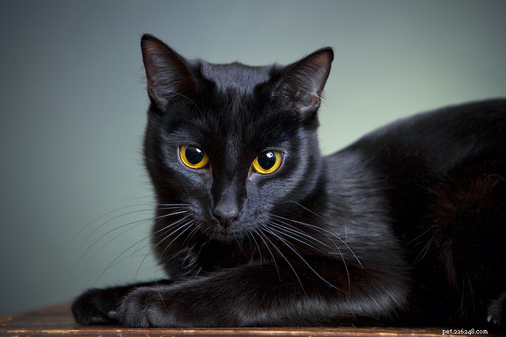 Что делает кошачьи глаза такими завораживающими?