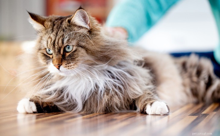 13 nejlepších hypoalergenních plemen koček