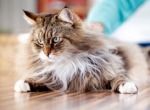 13 principais raças de gatos hipoalergênicos