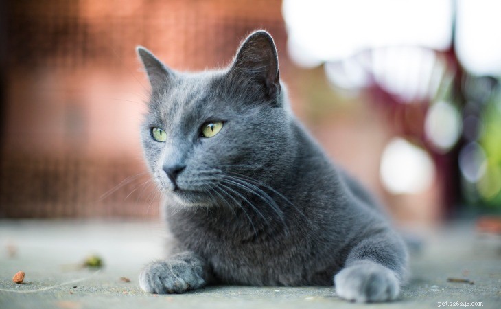13 самых гипоаллергенных пород кошек