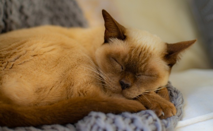 13 самых гипоаллергенных пород кошек