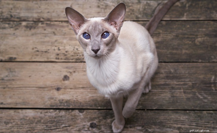 Le 13 migliori razze di gatti ipoallergenici