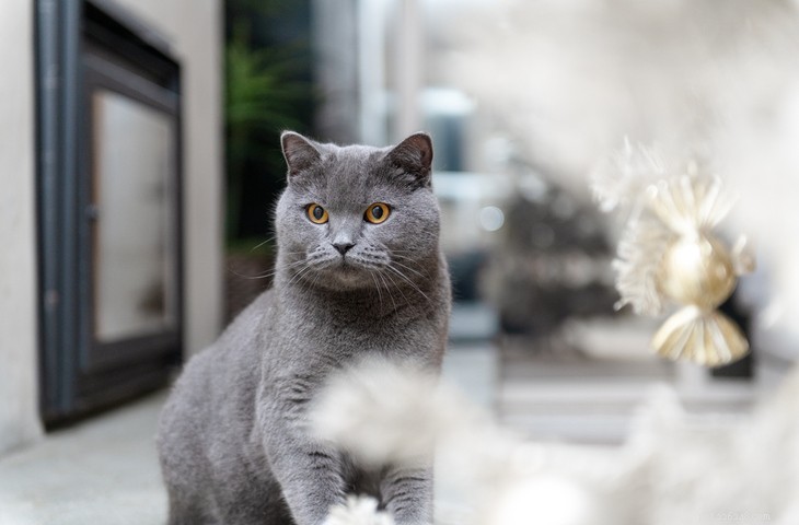 5 nádherných plemen šedých koček