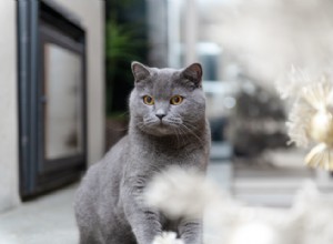 멋진 회색 고양이 5종