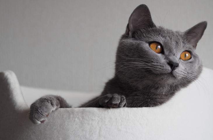 5 великолепных пород серых кошек