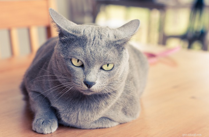 5つの壮大な灰色の猫の品種 
