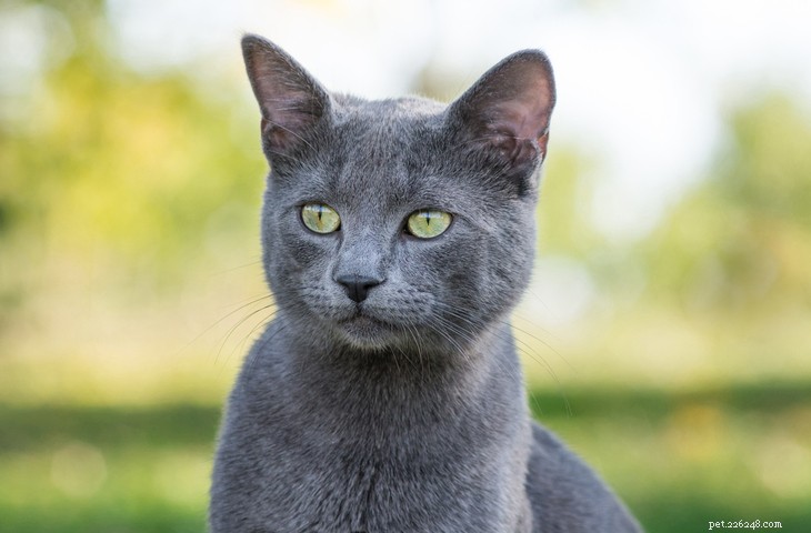 5 великолепных пород серых кошек