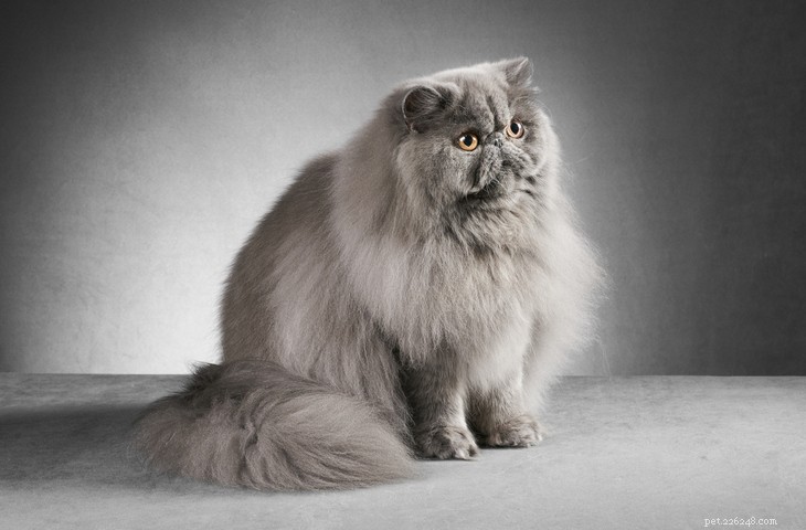 15 dingen die je niet wist over de Perzische kat