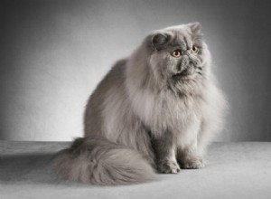 15 вещей, которые вы не знали о персидской кошке