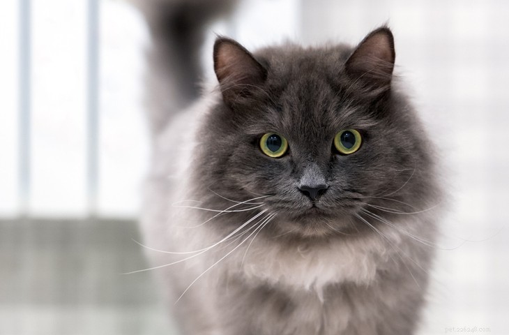 5 magnifiques races de chats gris