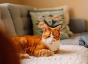 10 choses que vous ne saviez pas sur les chats roux