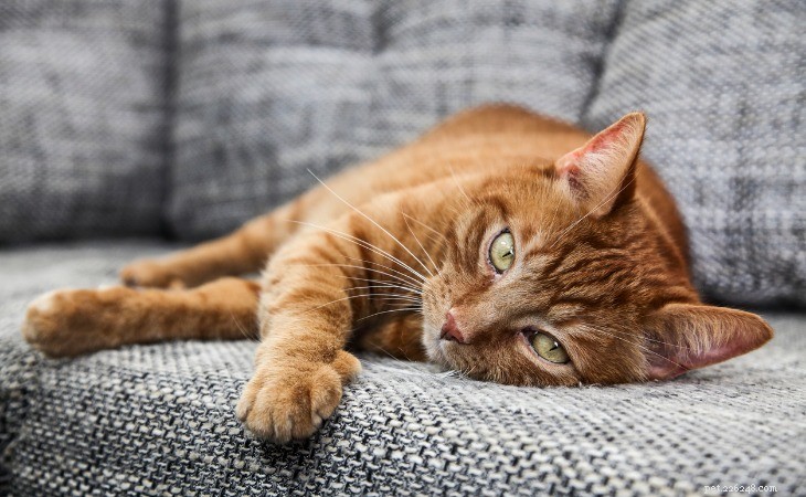 10 saker du inte visste om ingefära katter