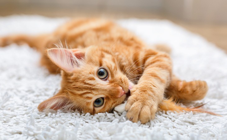 10 saker du inte visste om ingefära katter